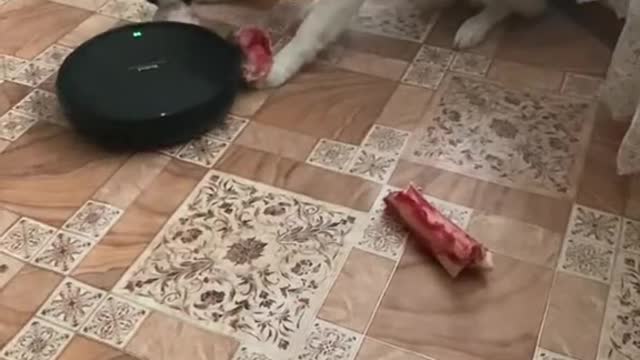 husky and robot vacuum cleaner