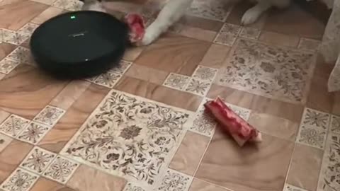 husky and robot vacuum cleaner