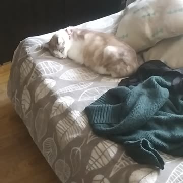 Lazy day with Luna and Enola, cat and dog 💌😻🐶