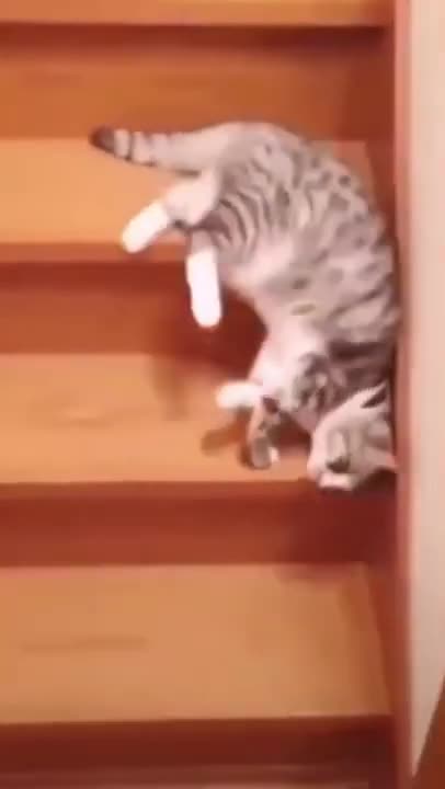 very funny cats play