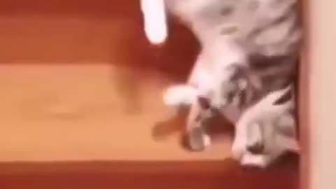 very funny cats play