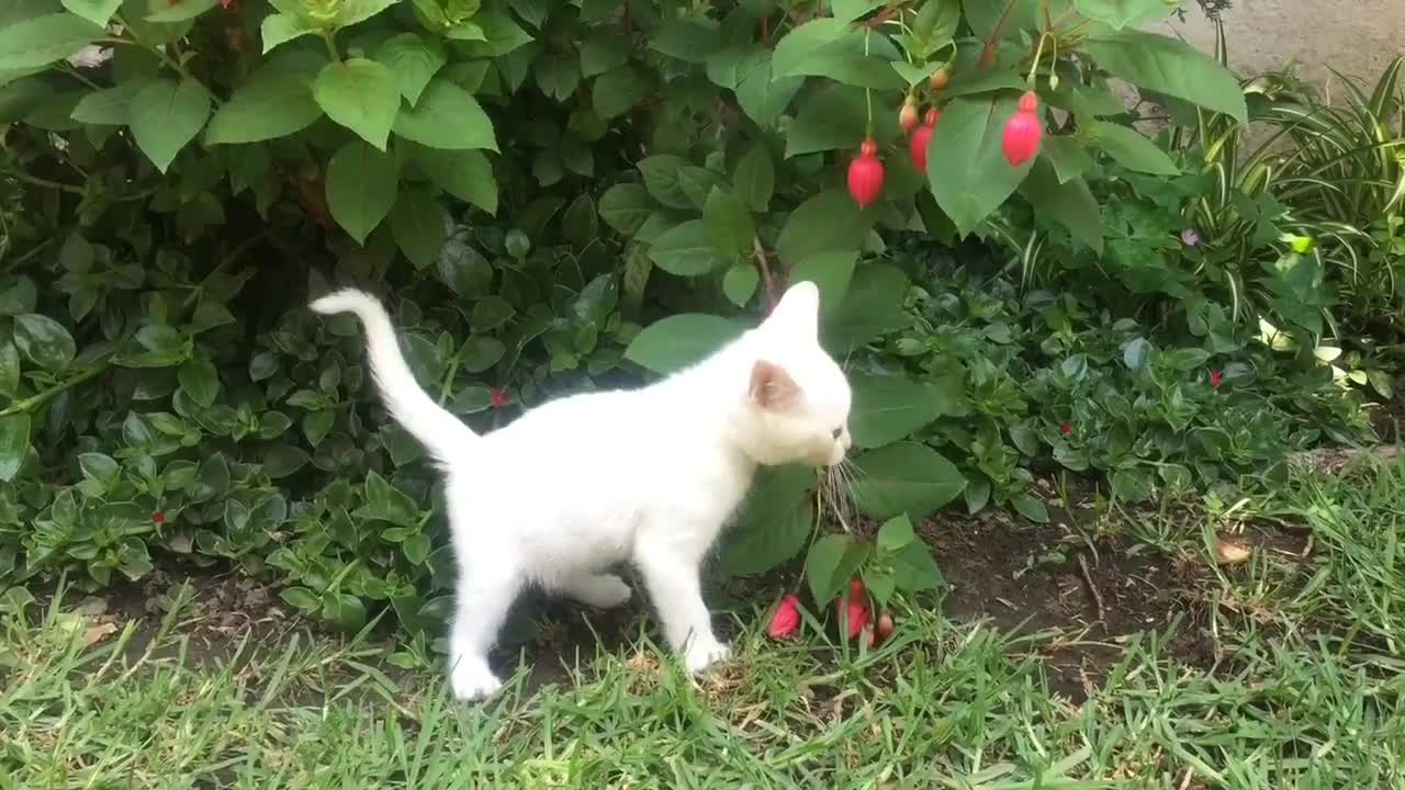 Cut pets video। beautiful dog and Cat playing