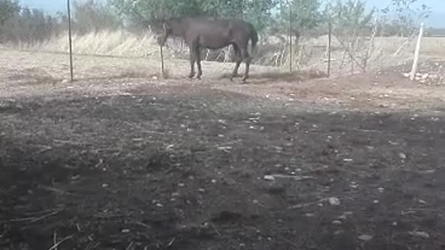 Greek female horse lazing