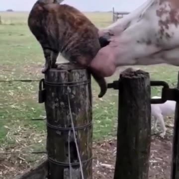Horse attack to cat