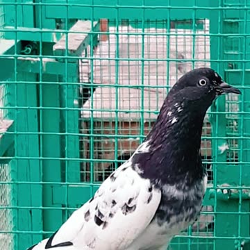 Ustad Masood Shaikh Karachi