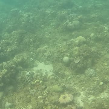 Snorkeling Adventures Philippines. Wow check out at all the new coral and fish