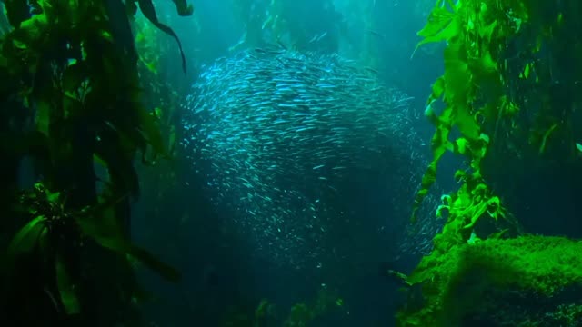 A School of Fish | Group of Fish Swimming Together