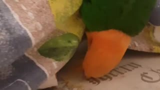 Bijou Parrot eats a fruit in a funny pose