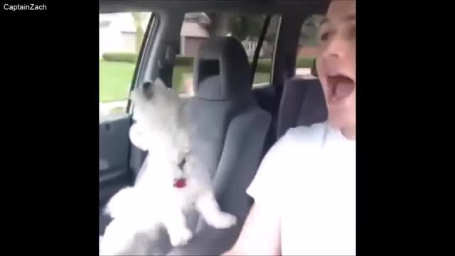 Funny Animals!!!Funny Animals!!!
