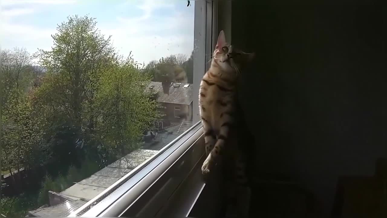 Bengal Kittens Vs Wasp