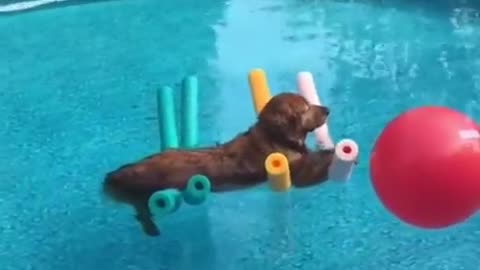 Swimming dog