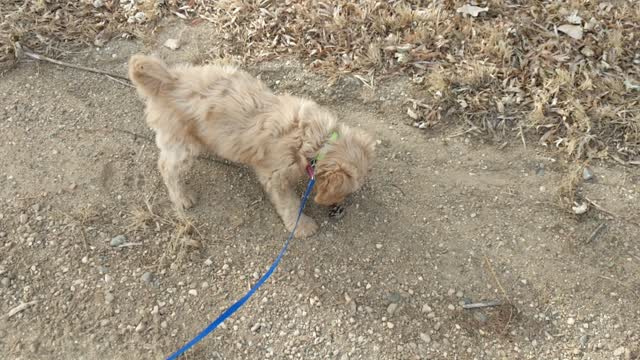 Lucy's Pinecone