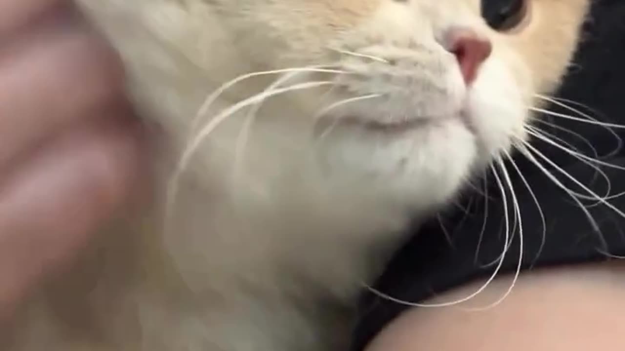My cats in top π€£πΊπβοΈ