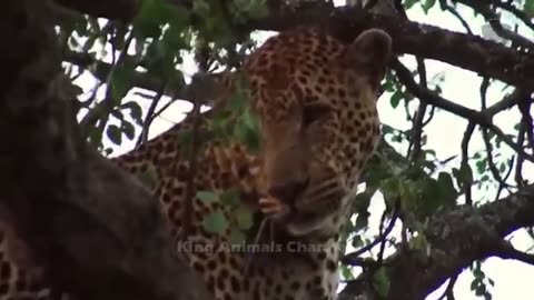 The_Eagle_Attacks_The_Young_Leopard_Cub_In_Front_Of_Its_Mother,_And_What_Happens_Next