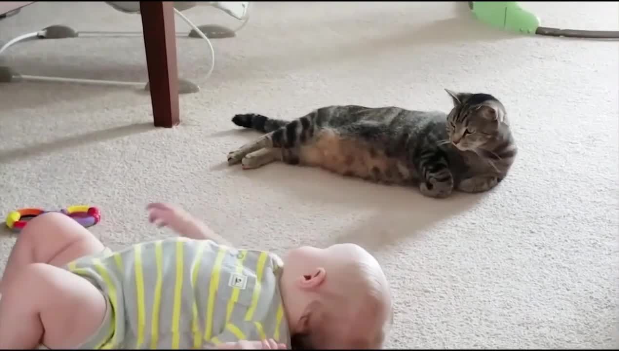 Funny cats and Baby playing