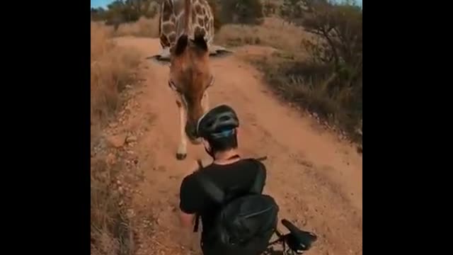 Man and giraffe