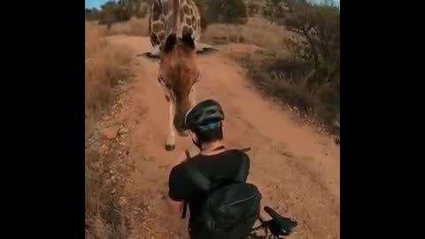 Man and giraffe