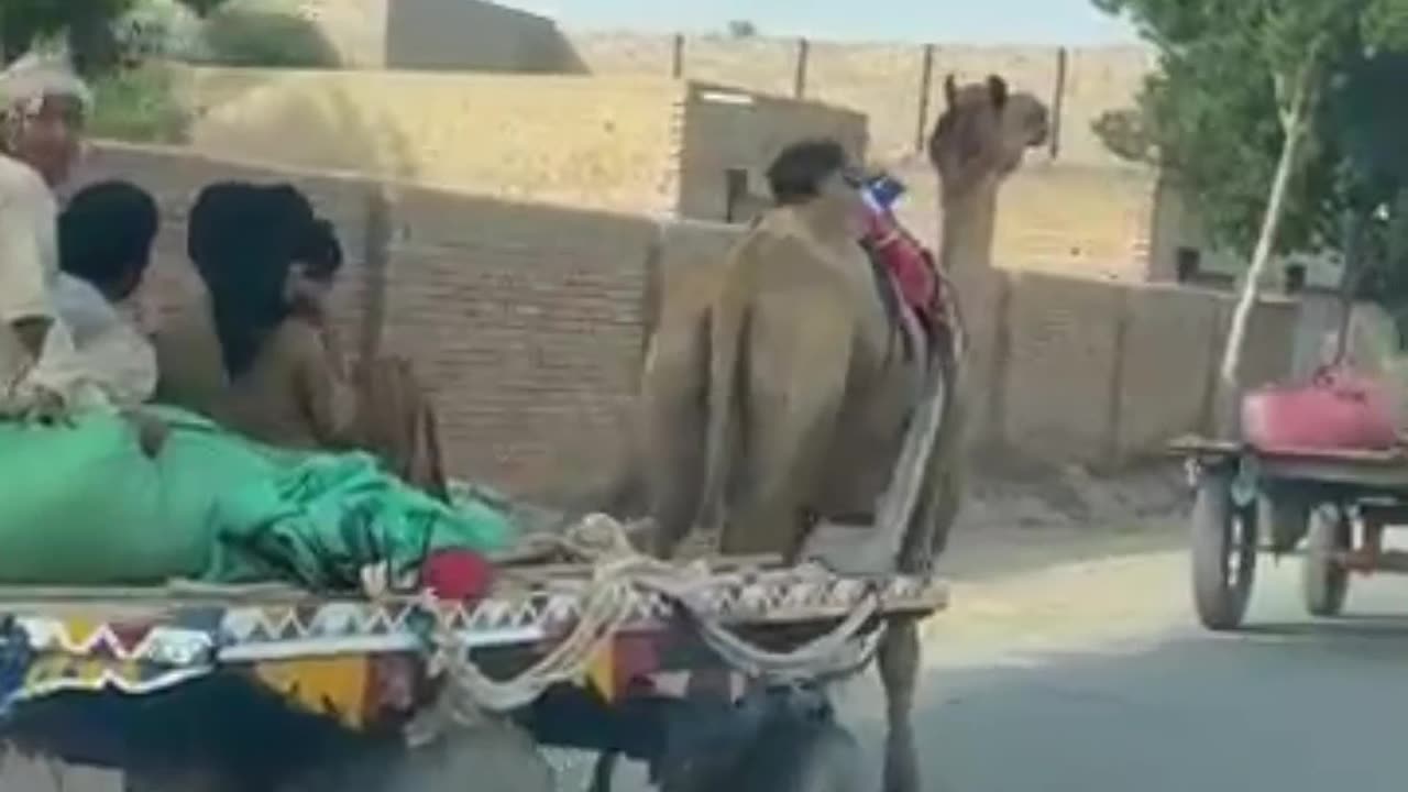 A picturesque view of the camels walking through the village