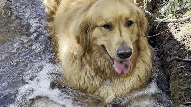 Retriever Chills Out in Creek during Hike