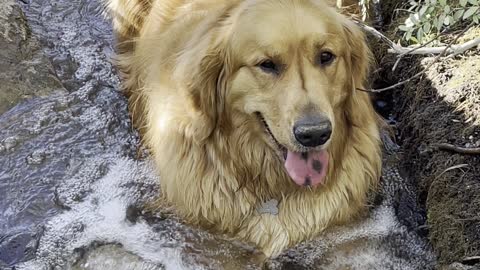 Retriever Chills Out in Creek during Hike