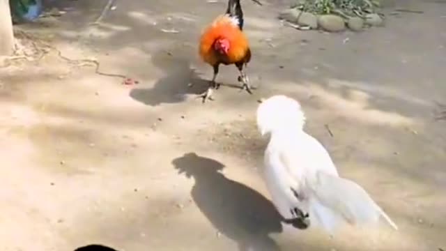 Cock fighting