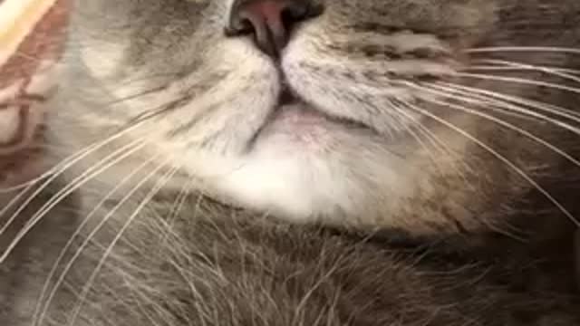 The cat is dreaming