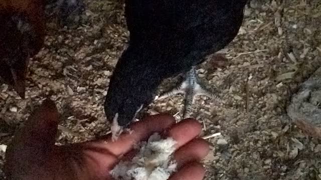 Chickens eating in slow motion