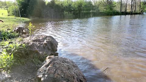 On Golden pond