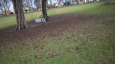 Kastanjeträden. Viskängen, Helsingborg 10 Jan. 2014