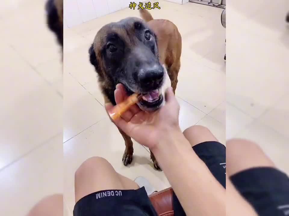 Dog helps owner quit smoking