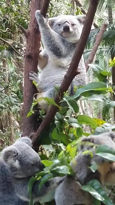 Animals Hanging on the Tree and Eating a Leaves