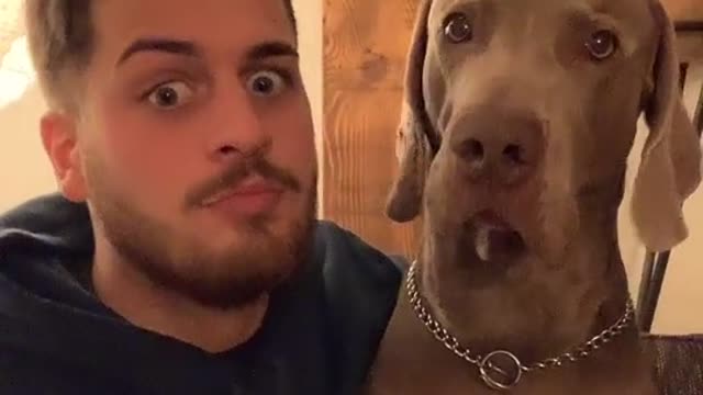 Funny dog's reaction on his owner's act funny