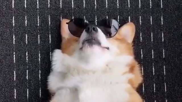 funny dogs and cute laughs