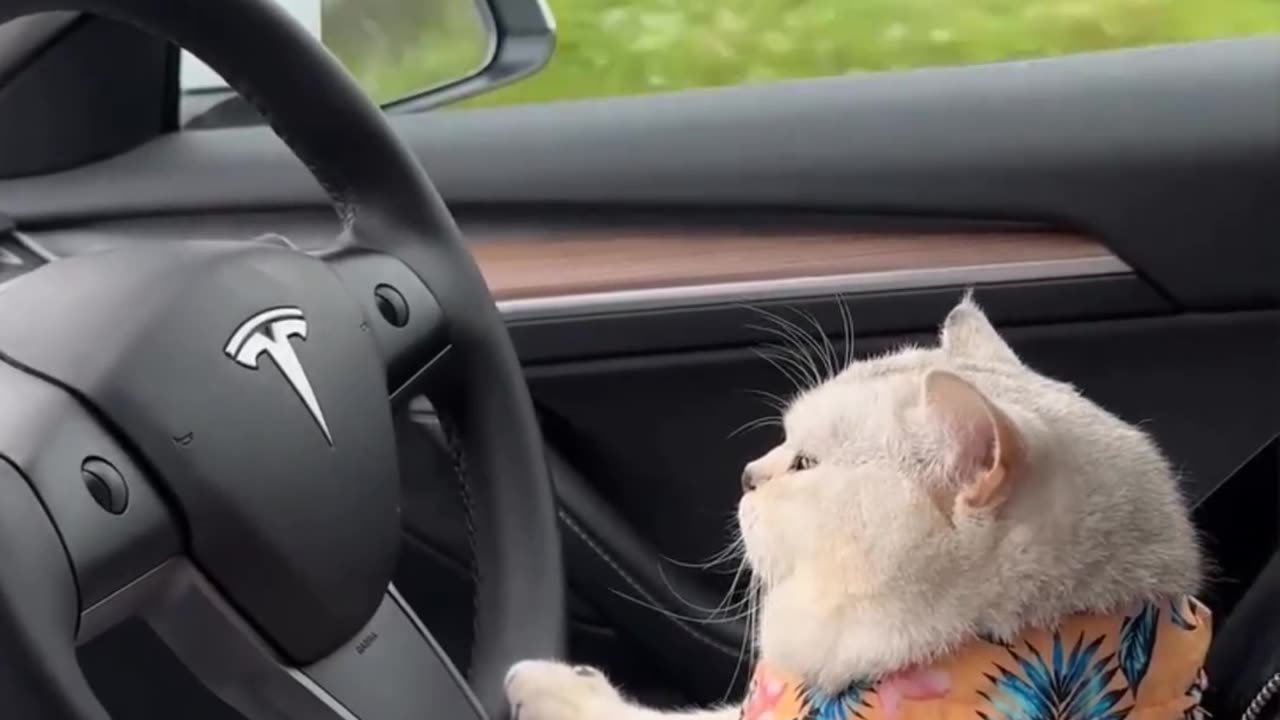 "Feline Autopilot: The Purrfect Drive in a Tesla"