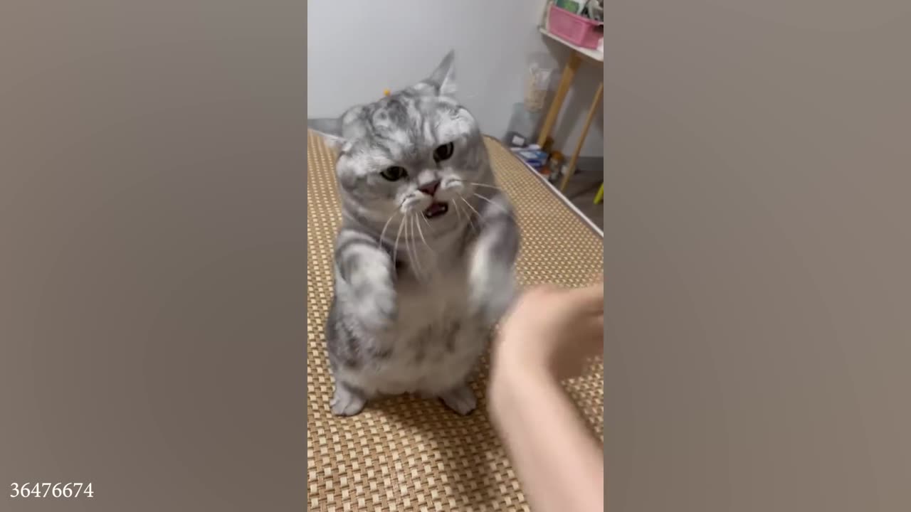 Super CUTE 🥺 and 🤣 FUNNY Munchkin Cats_ --Funny Cats Videos 2023