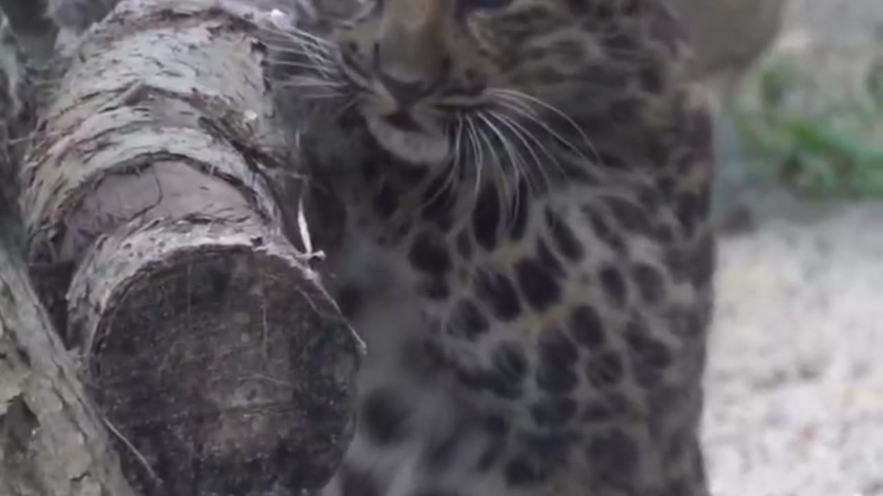 Amur leopard kitten exploring surroundings