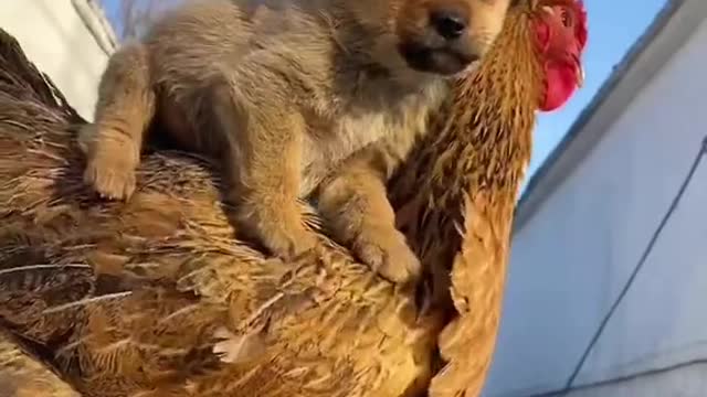 Baby Dogs - Cute and Funny Dog Videos Compilation #25 | Aww Animals Animals