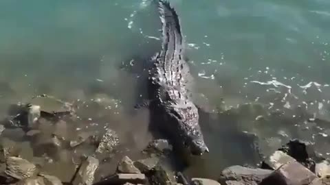 Pigeon and surprised by alligator! What happened? 😱