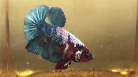 Bettafish Male