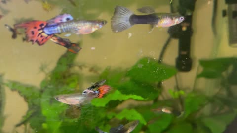 Guppies Galore