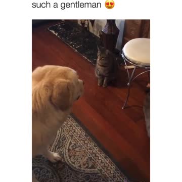 Dog Won't Eat Treat Until Cat Gets One