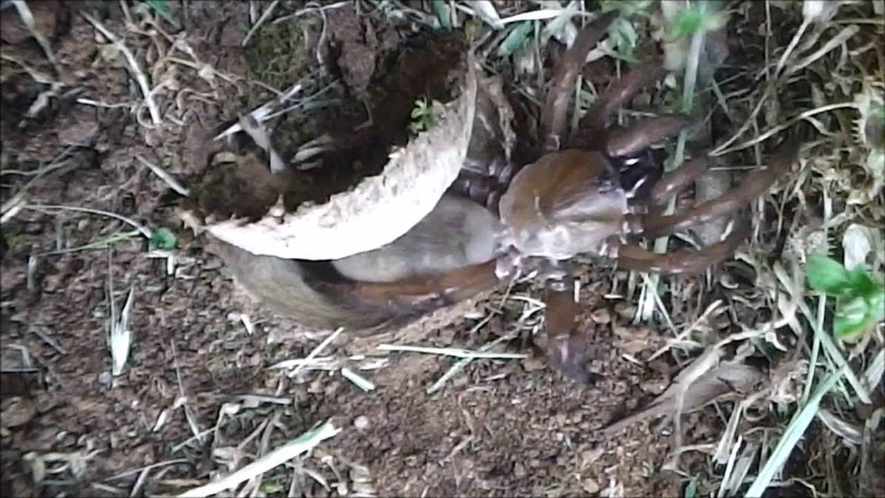 Trapdoor Spider Displays Her Evasive Moth Catch