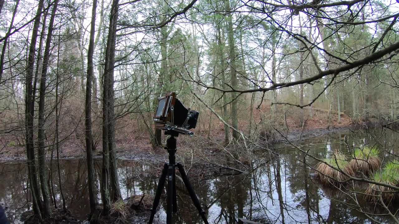 Large Format photography, pinelands series