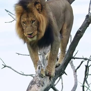 The Lion Climbed The Tree Out of Fear