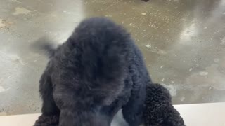 Good Boy Buys Ball at Checkout