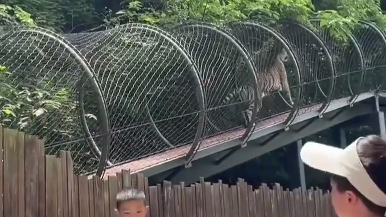 Transparent Tunnel under water Alligator Zoo USA