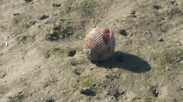 How A Giant Atlantic Gockle Moves. - AKA Dinocardium Robustum