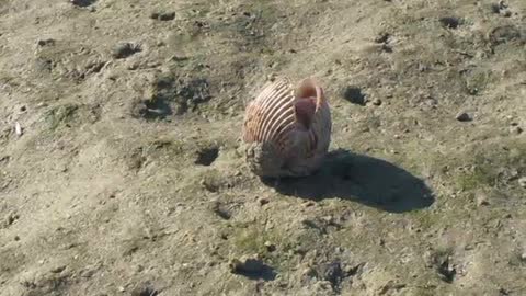 How A Giant Atlantic Gockle Moves. - AKA Dinocardium Robustum