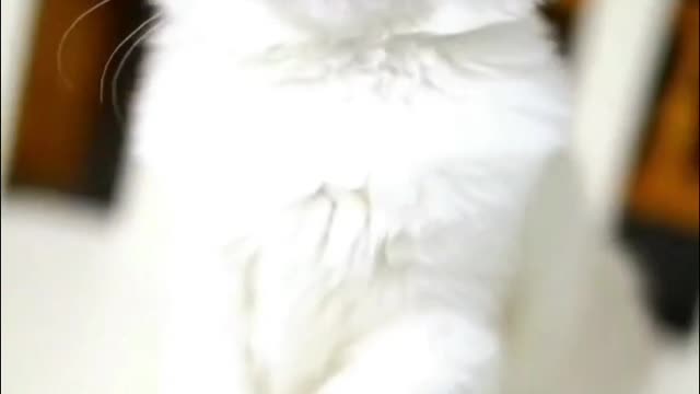 a puppet cat