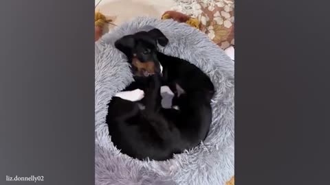 When dog and cat have become best friends - Funny Animals Videos 2024 😅🤣🤣